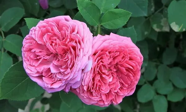 تصویر 4 از قیمت خرید گل محمدی گلاب + فروش ویژه